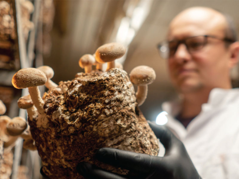 Monterey-Mushrooms-harvests-savings-while-doubling-network-capacity